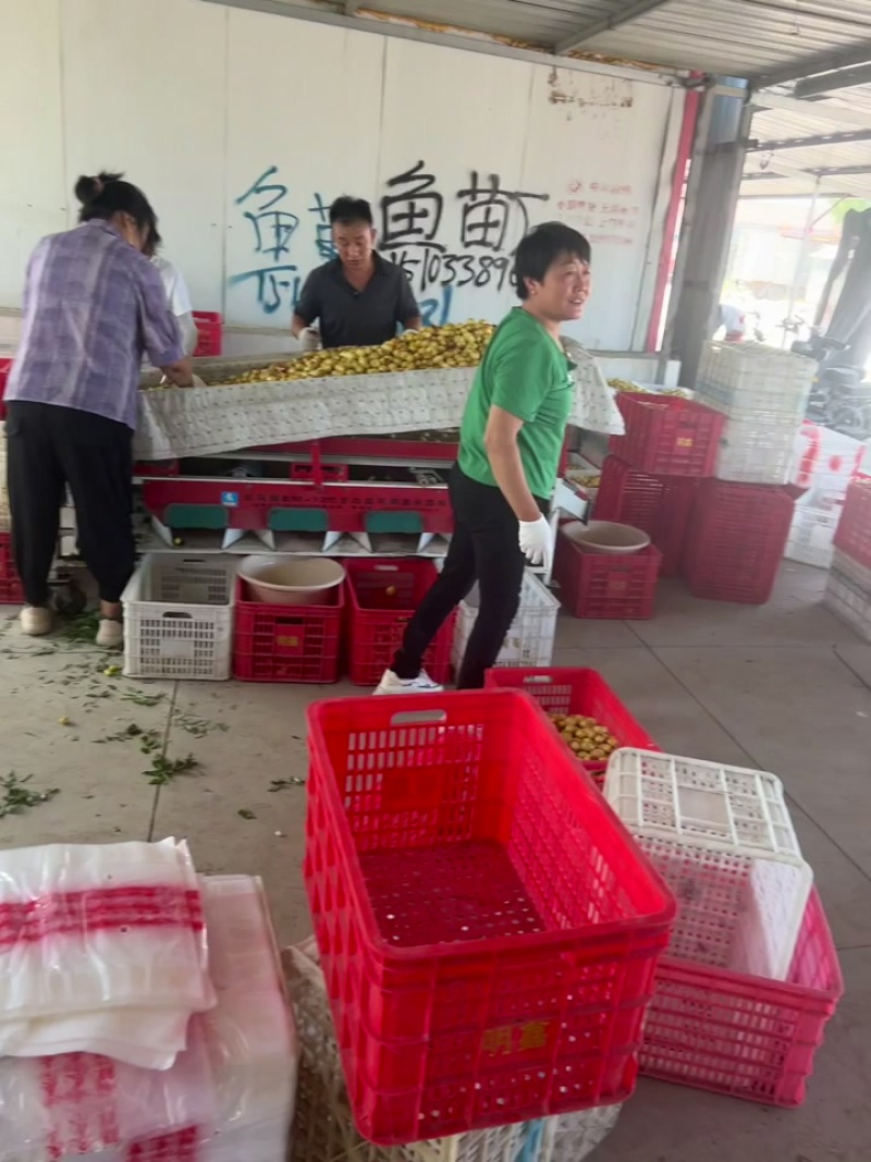 马奶上量了，便宜