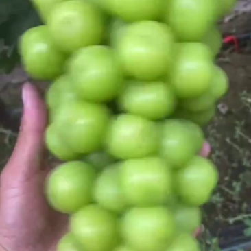精品，中等小颗粒都有