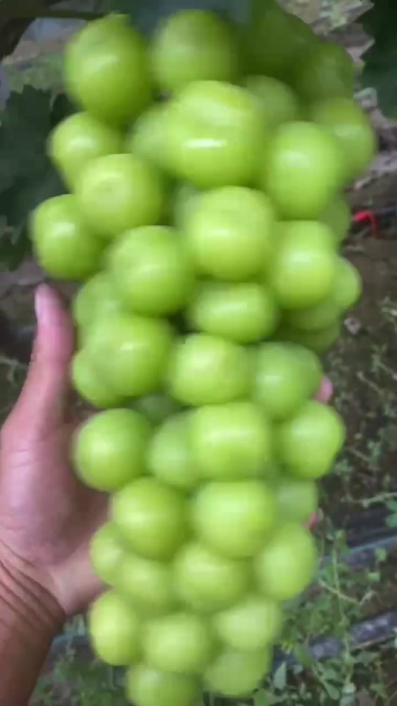 精品，中等小颗粒都有