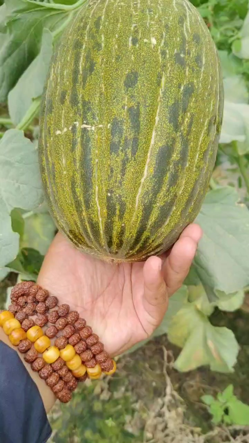 巴西斗牛蜜瓜