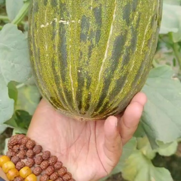巴西斗牛蜜瓜