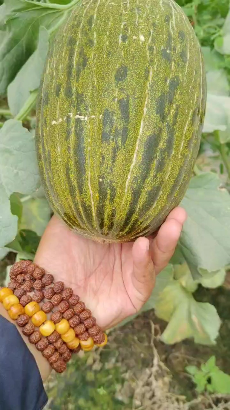 巴西斗牛蜜瓜
