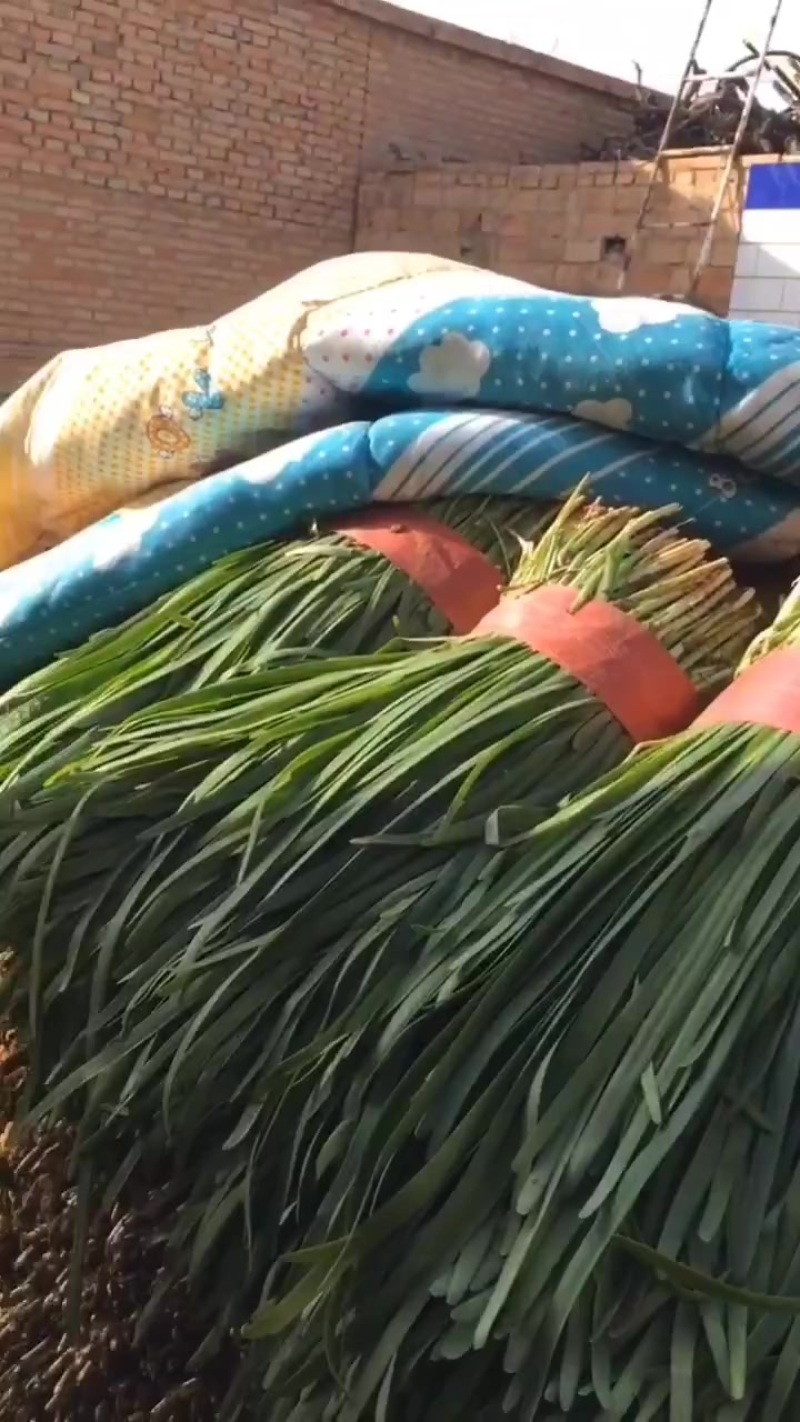 精品大叶韭菜