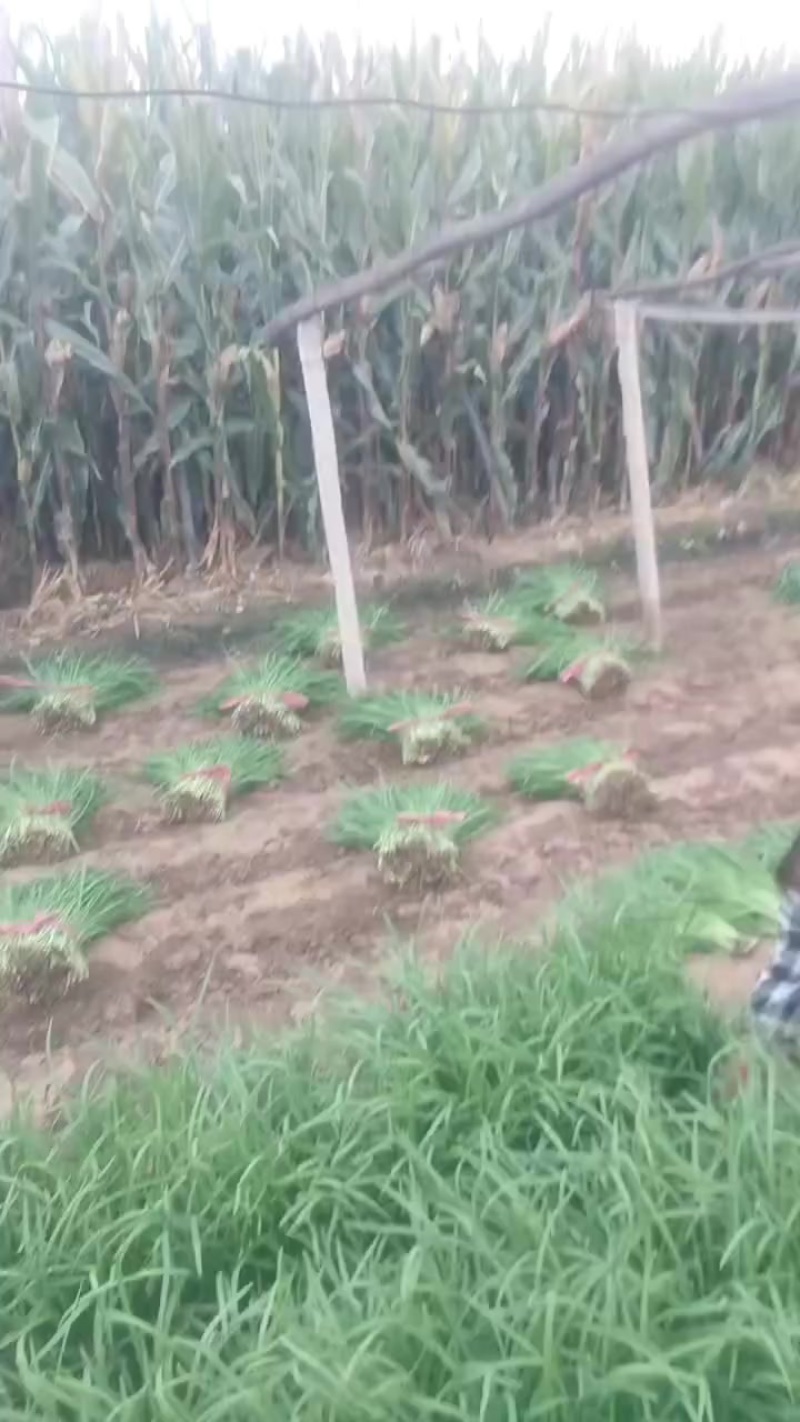 精品大叶韭菜