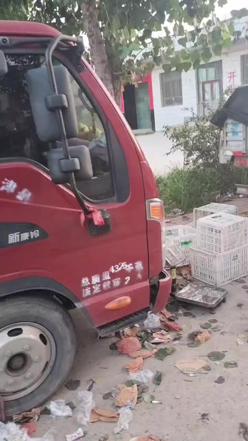 鸭梨