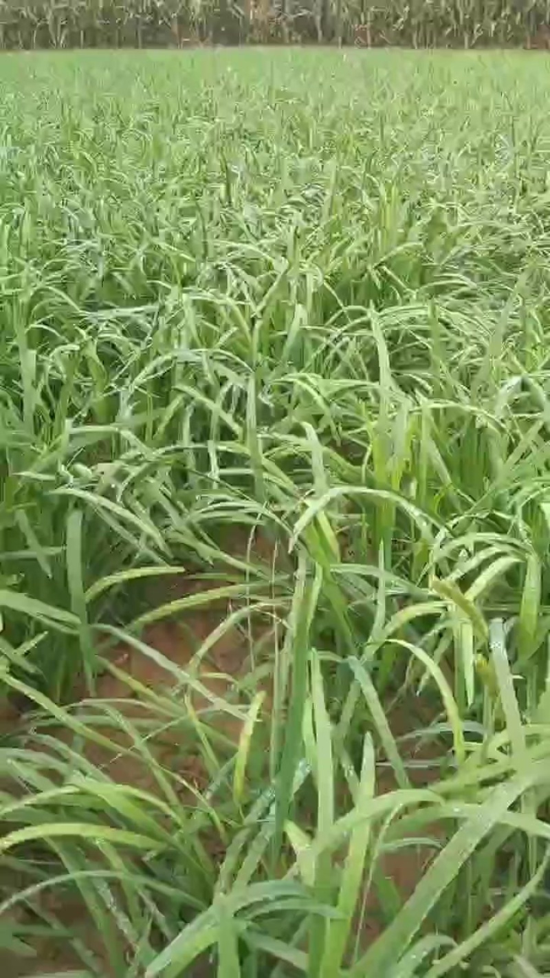 精品大叶韭菜