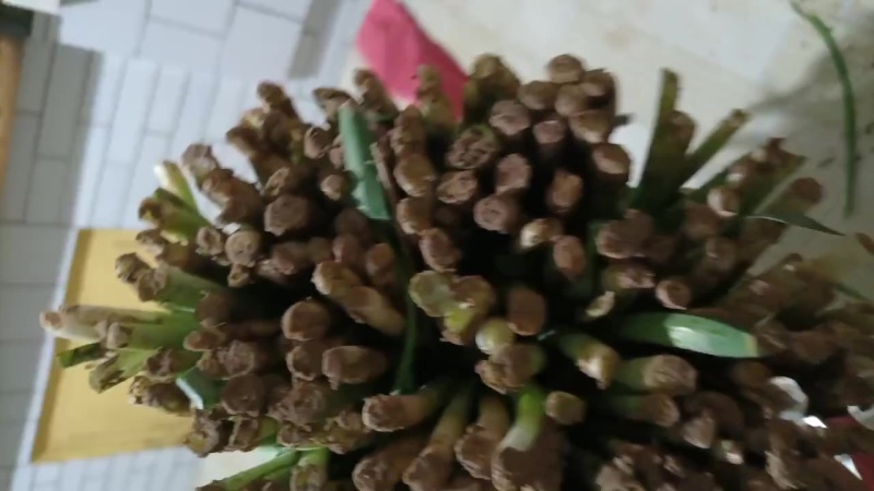 精品大叶韭菜