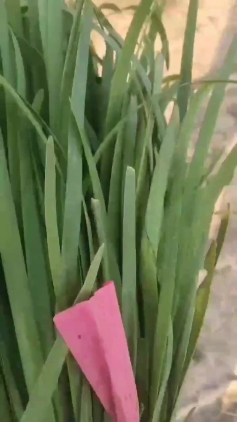 精品大叶韭菜