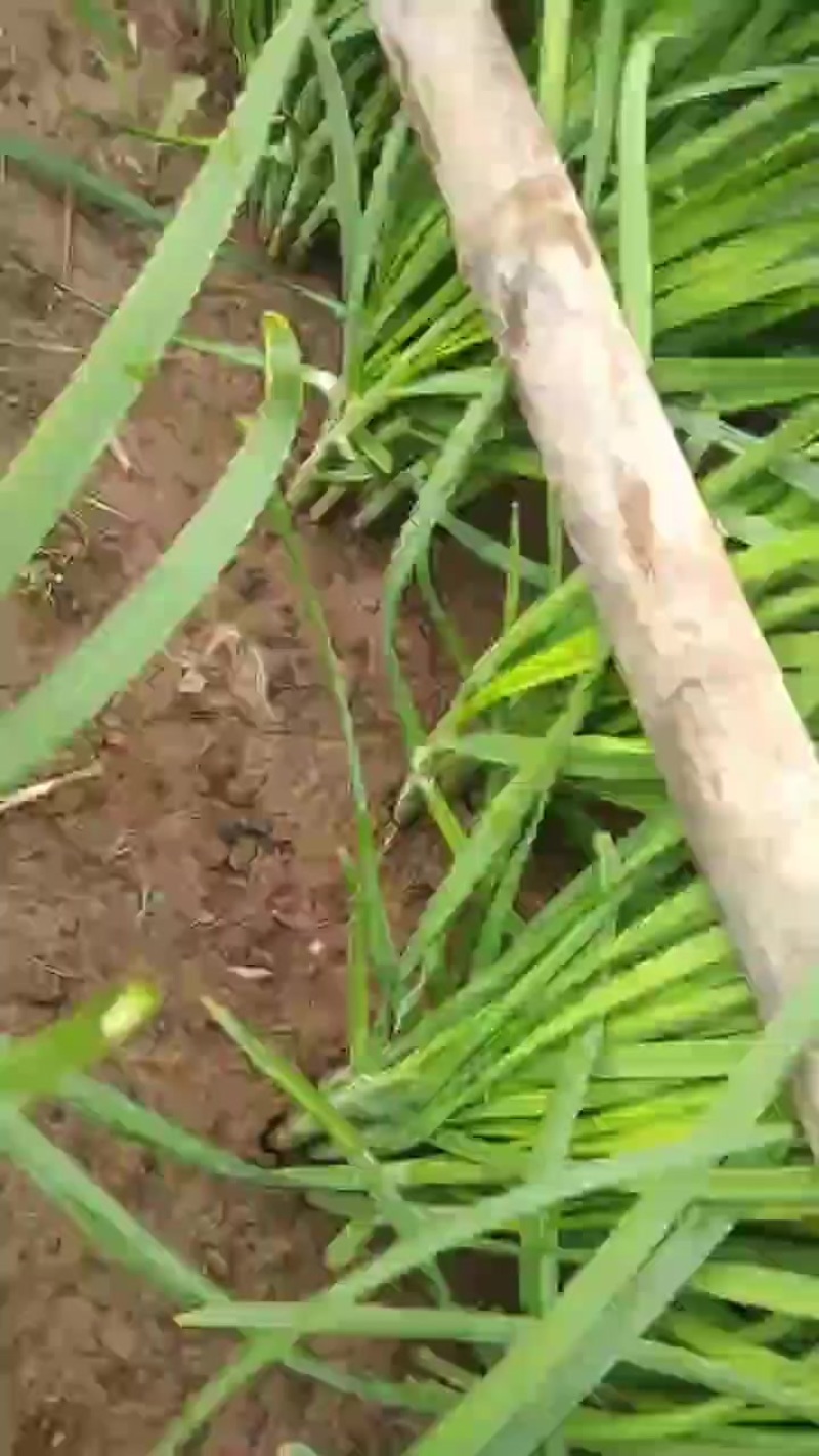精品大叶韭菜