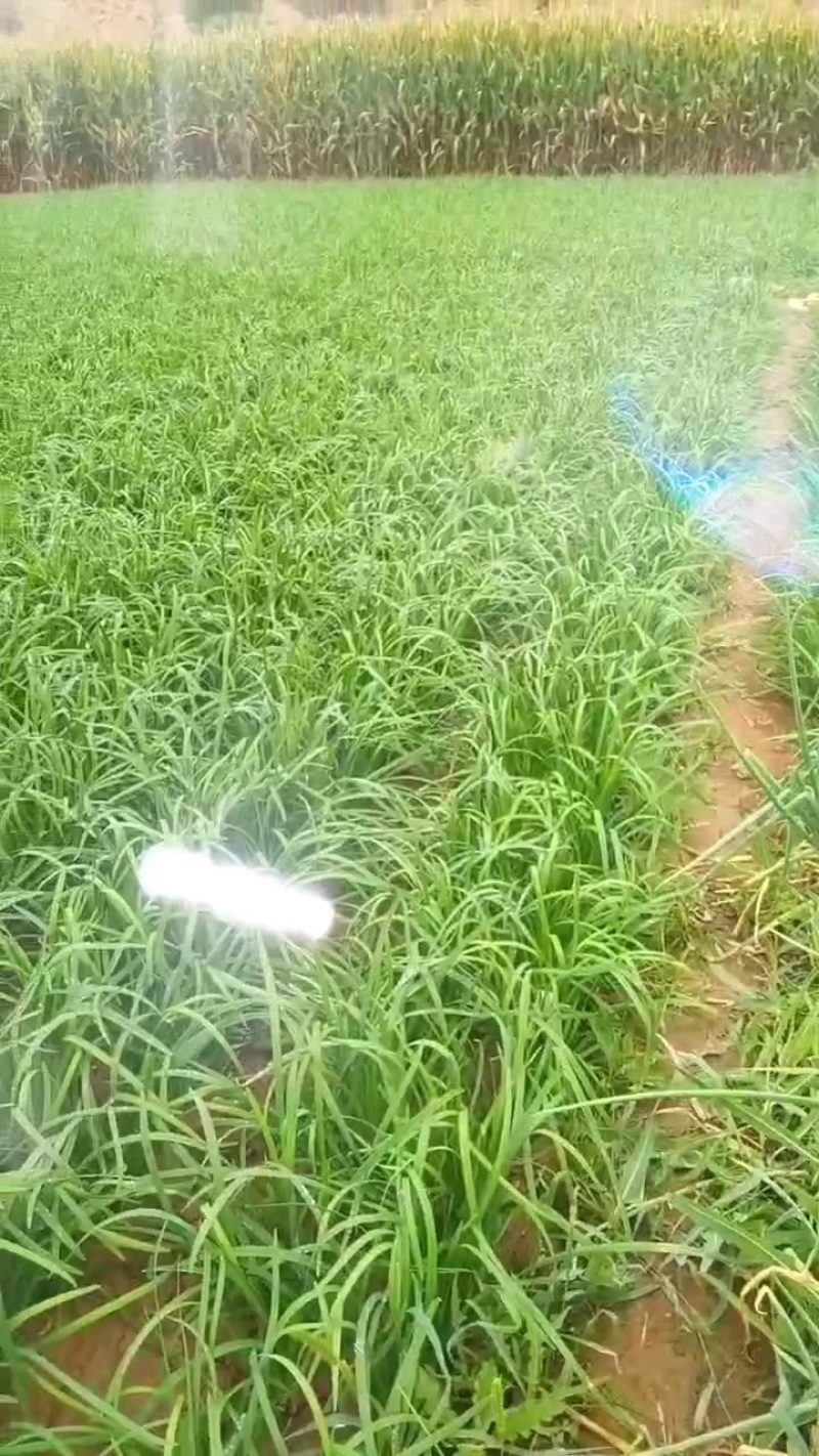 精品大叶韭菜
