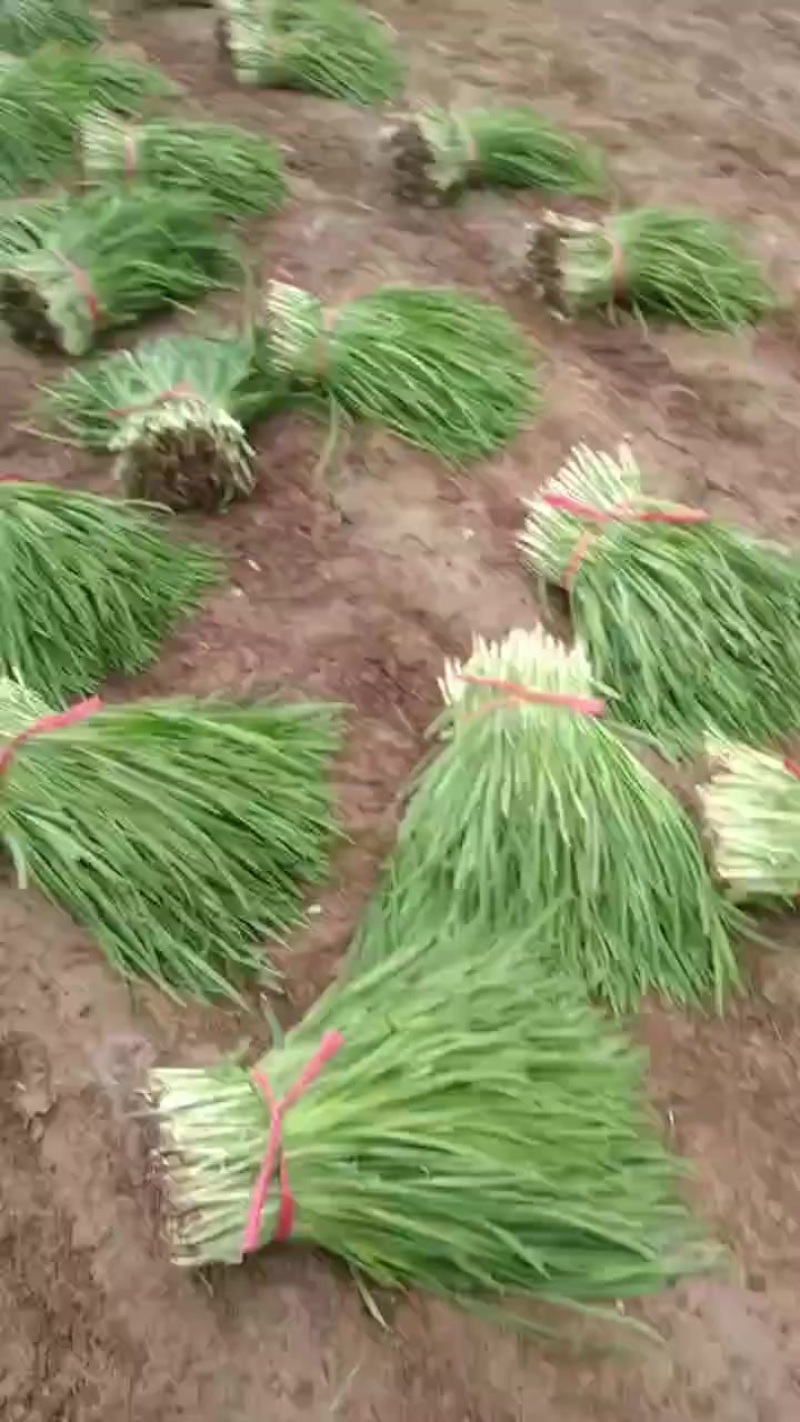 精品大叶韭菜