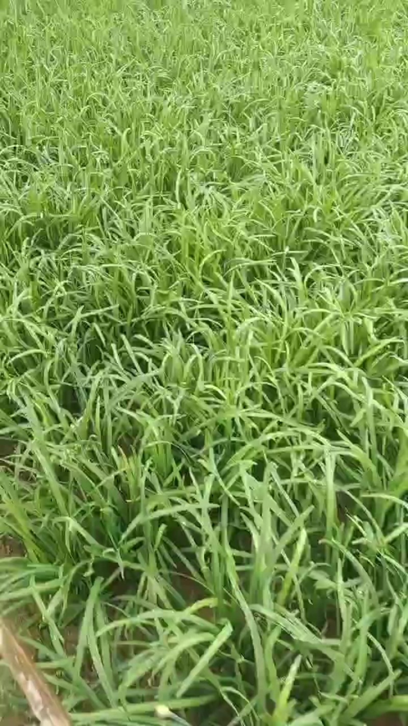 精品大叶韭菜