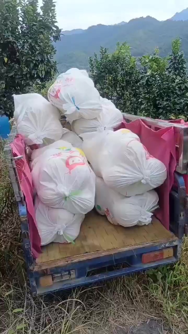 红心柚