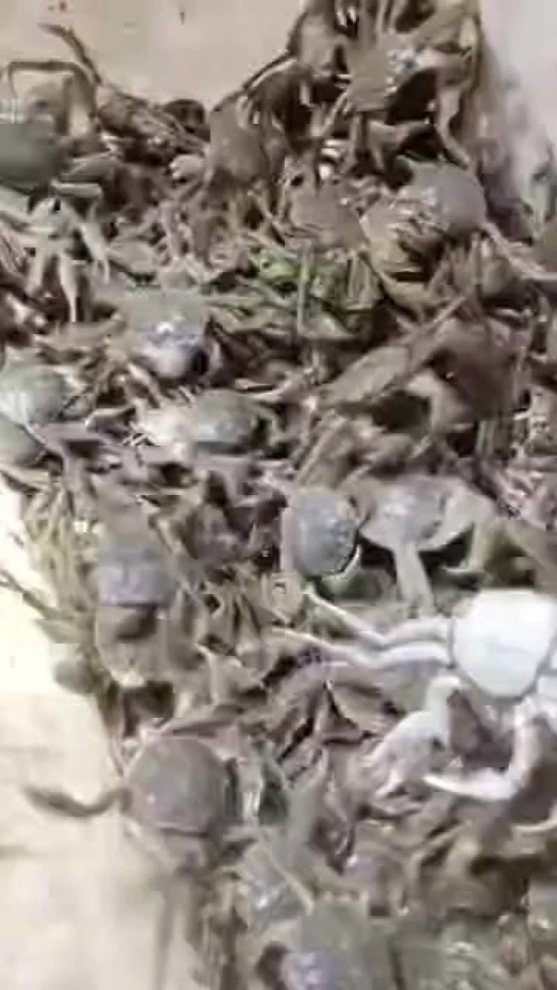 正宗盘锦河蟹一手货源大蟹，保肥