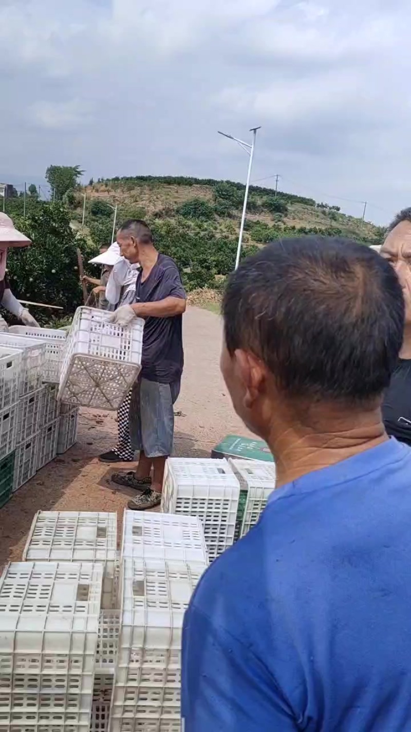 红肉脐橙，上市中，