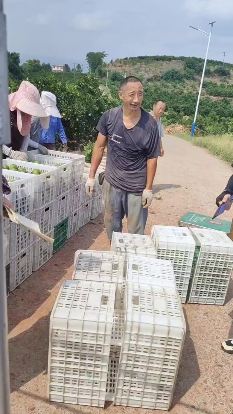 红肉脐橙，上市中，