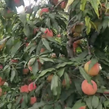 红桃大甜桃水蜜桃现货