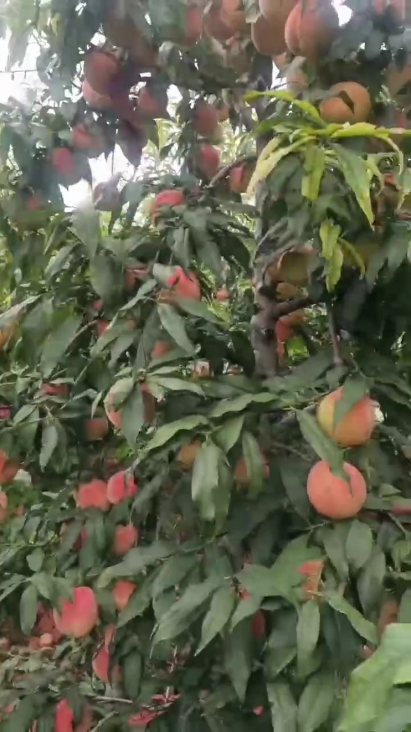 红桃大甜桃水蜜桃现货