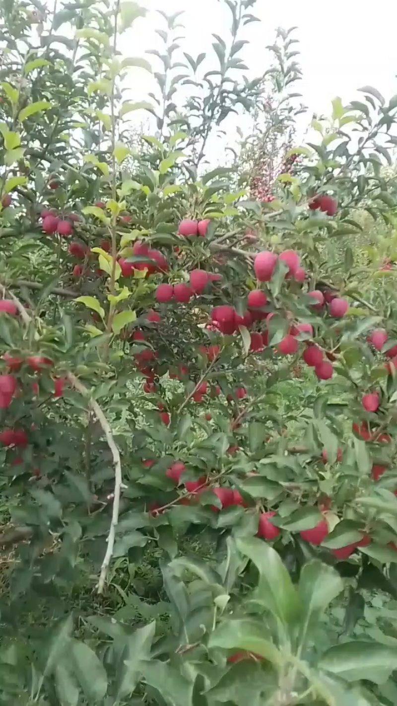 内蒙沙土地（鸡心果）
