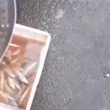 虫虫鱼又名花骨鱼新鲜发货包邮价格各种规格品质好