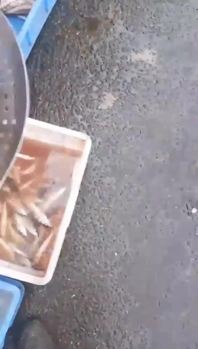 虫虫鱼又名花骨鱼新鲜发货包邮价格各种规格品质好