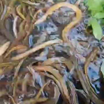 新鲜广东黄鳝，产地直供，口感鲜美，**特惠！
