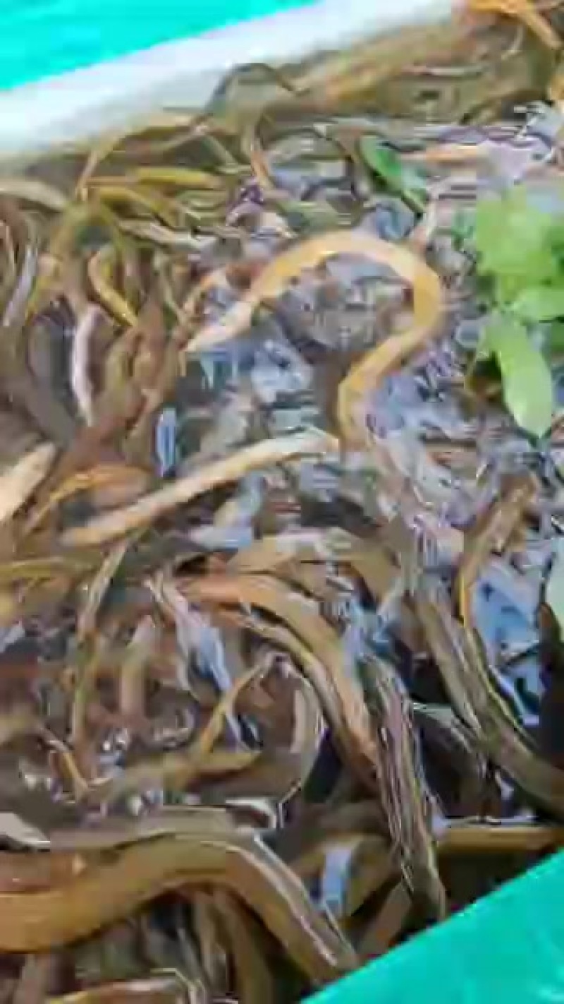 新鲜广东黄鳝，产地直供，口感鲜美，**特惠！