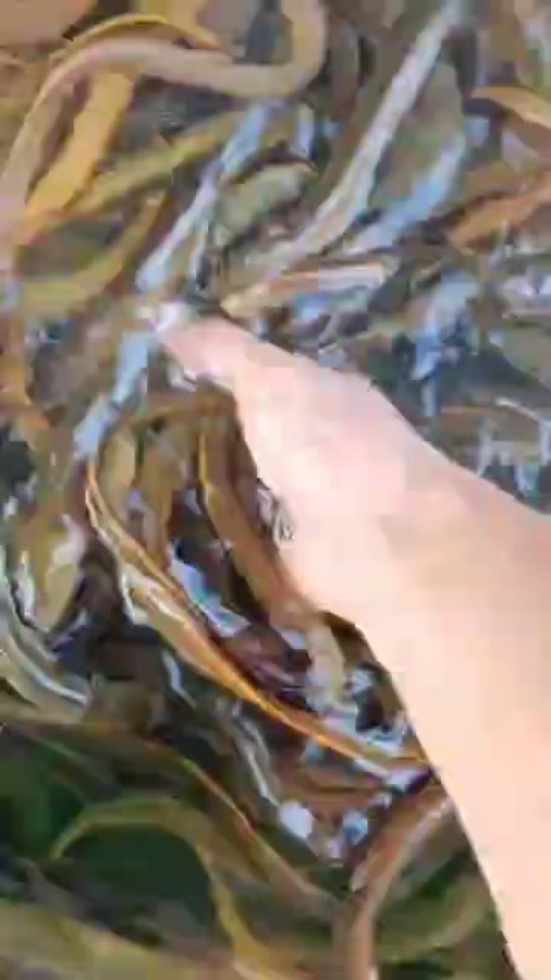 新鲜广东黄鳝，产地直供，口感鲜美，**特惠！