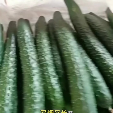 云南次密黄瓜，大量上市，大量对接市场电商团购社区