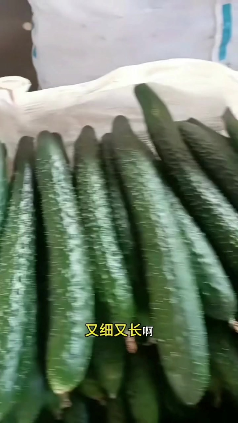 云南次密黄瓜，大量上市，大量对接市场电商团购社区