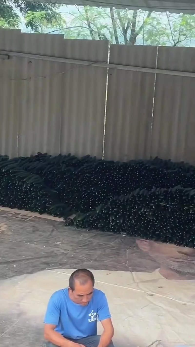 云南次密黄瓜，大量上市，大量对接市场电商团购社区