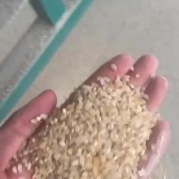一选黄米