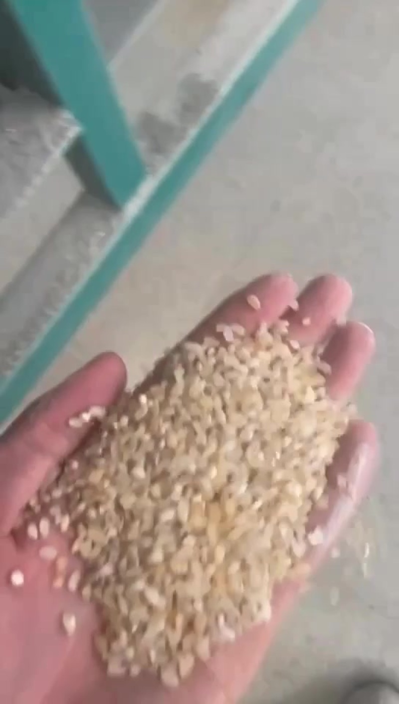 一选黄米