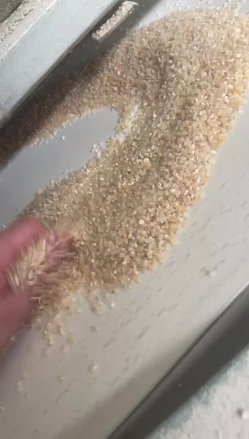 一选黄米