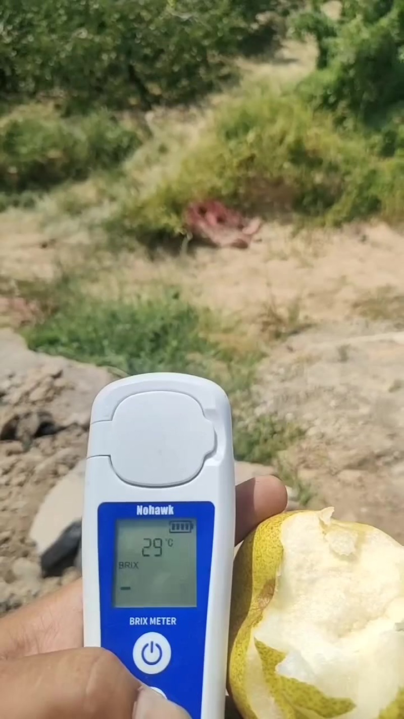 乾县北部山区光果酥梨，个大色靚，肉多汁水甜，皮薄渣少核小