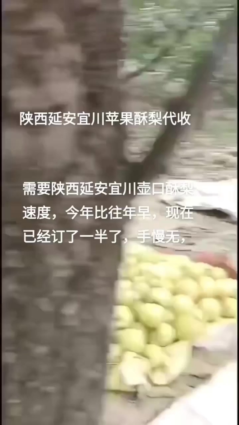 壶口酥梨