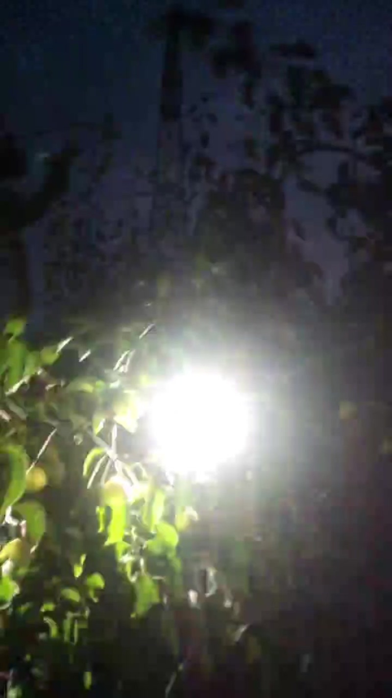 乾县甘河酥梨糖度14+