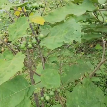 苦子果