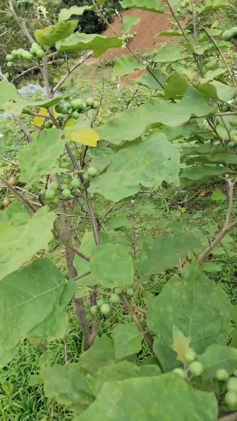 苦子果