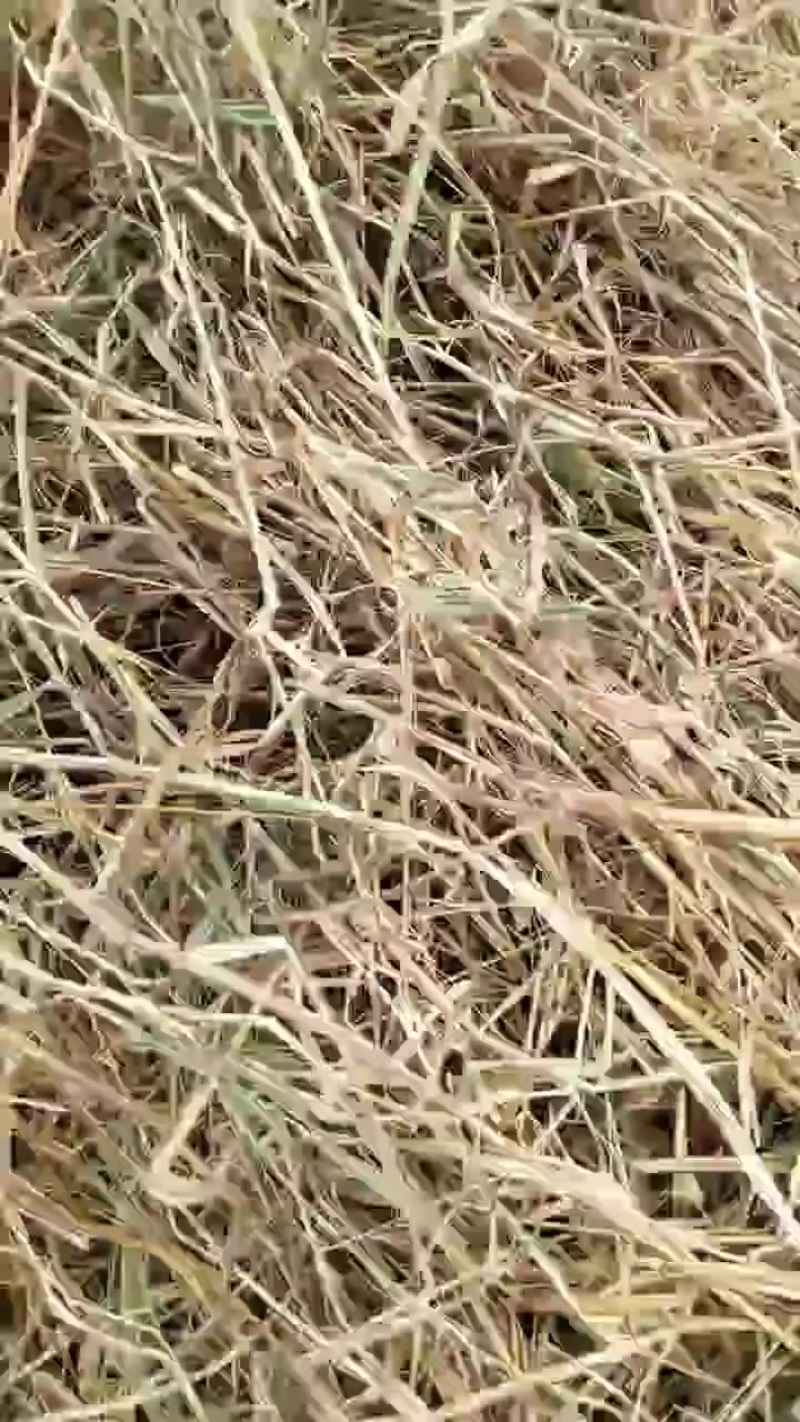 稻草