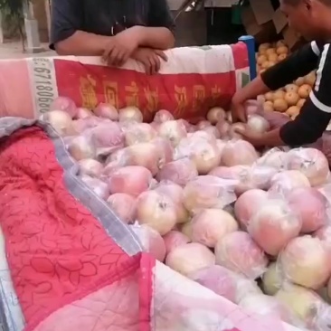冠县苹果，欢迎选购