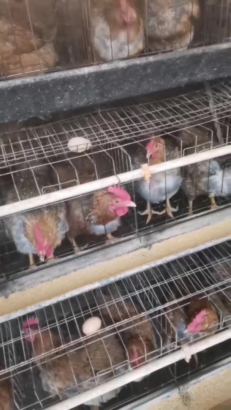 良凤花母五千只
