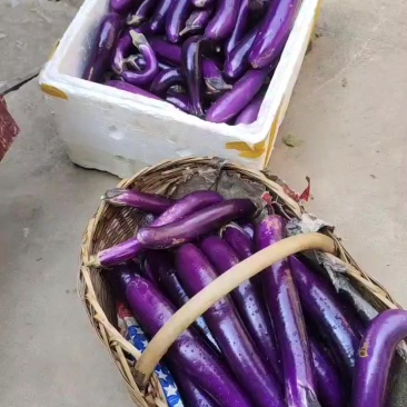 紫红长茄
