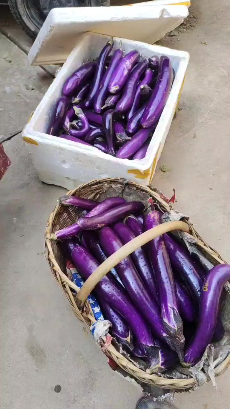 紫红长茄
