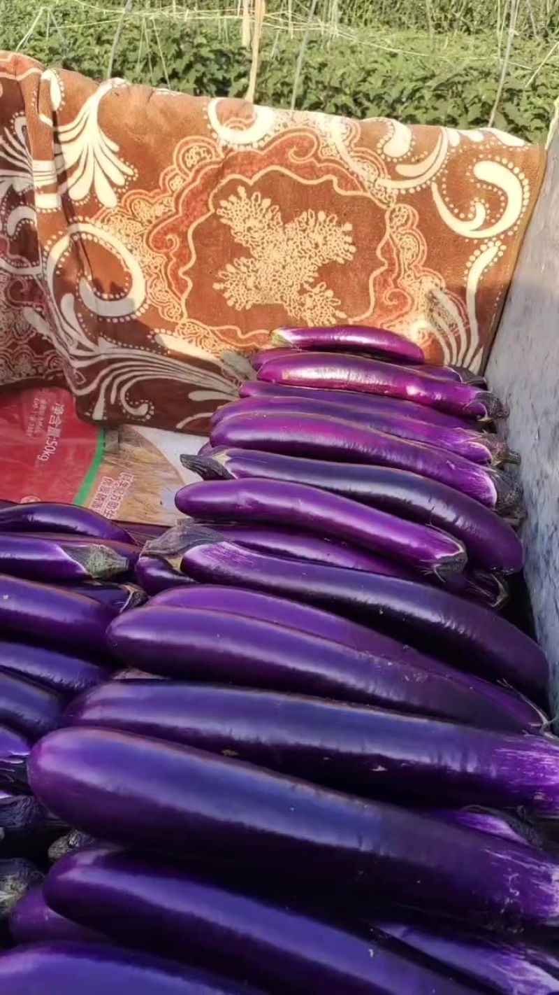 紫红长茄