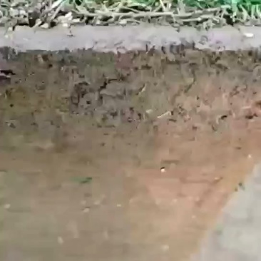 马尼拉草坪，马尼拉草块，基地大量现货供应中，自产自销