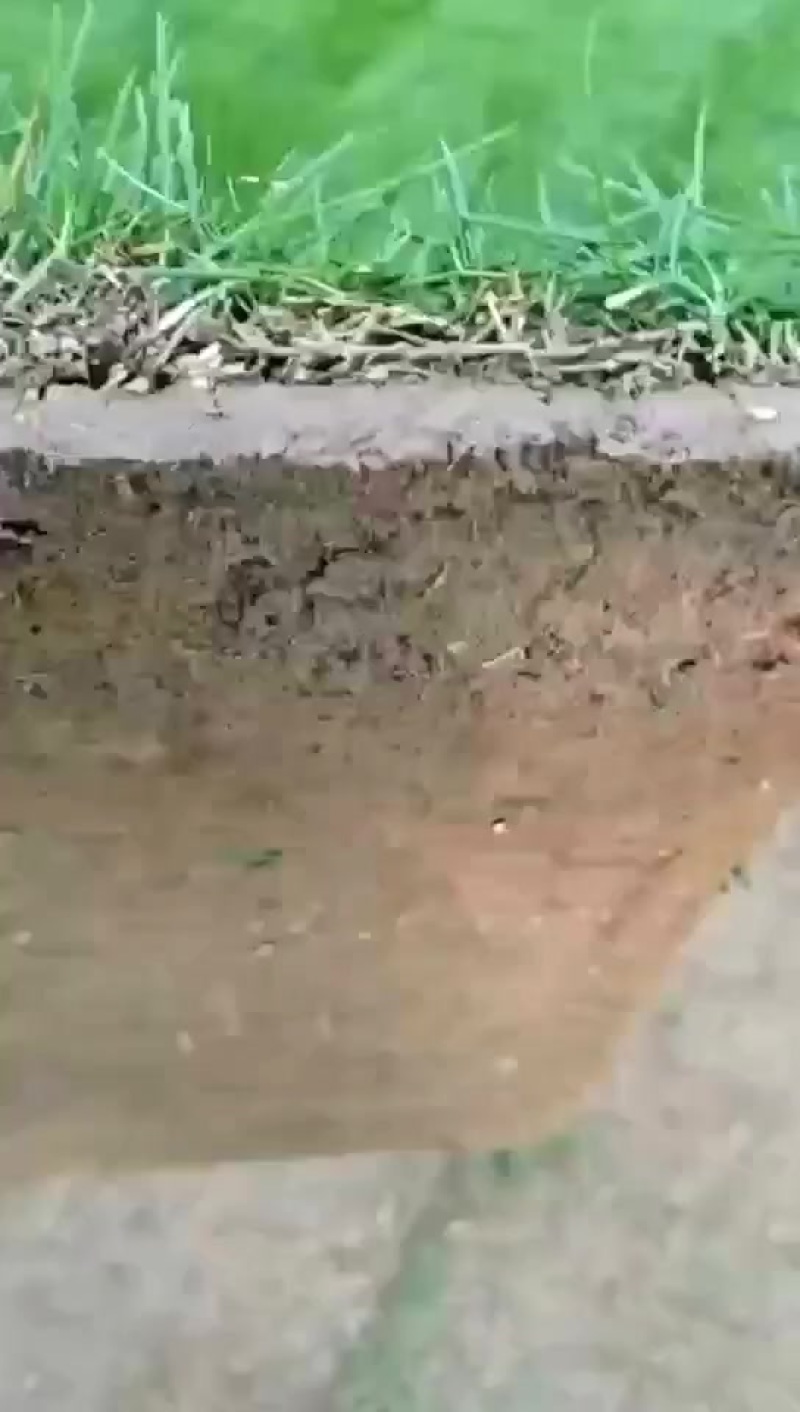 马尼拉草坪，马尼拉草块，基地大量现货供应中，自产自销