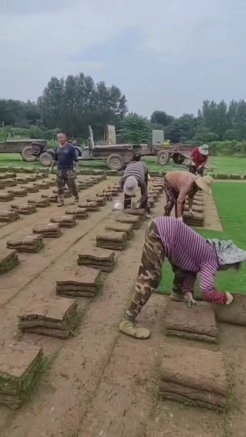 马尼拉草坪，马尼拉草块，基地大量现货供应中，自产自销