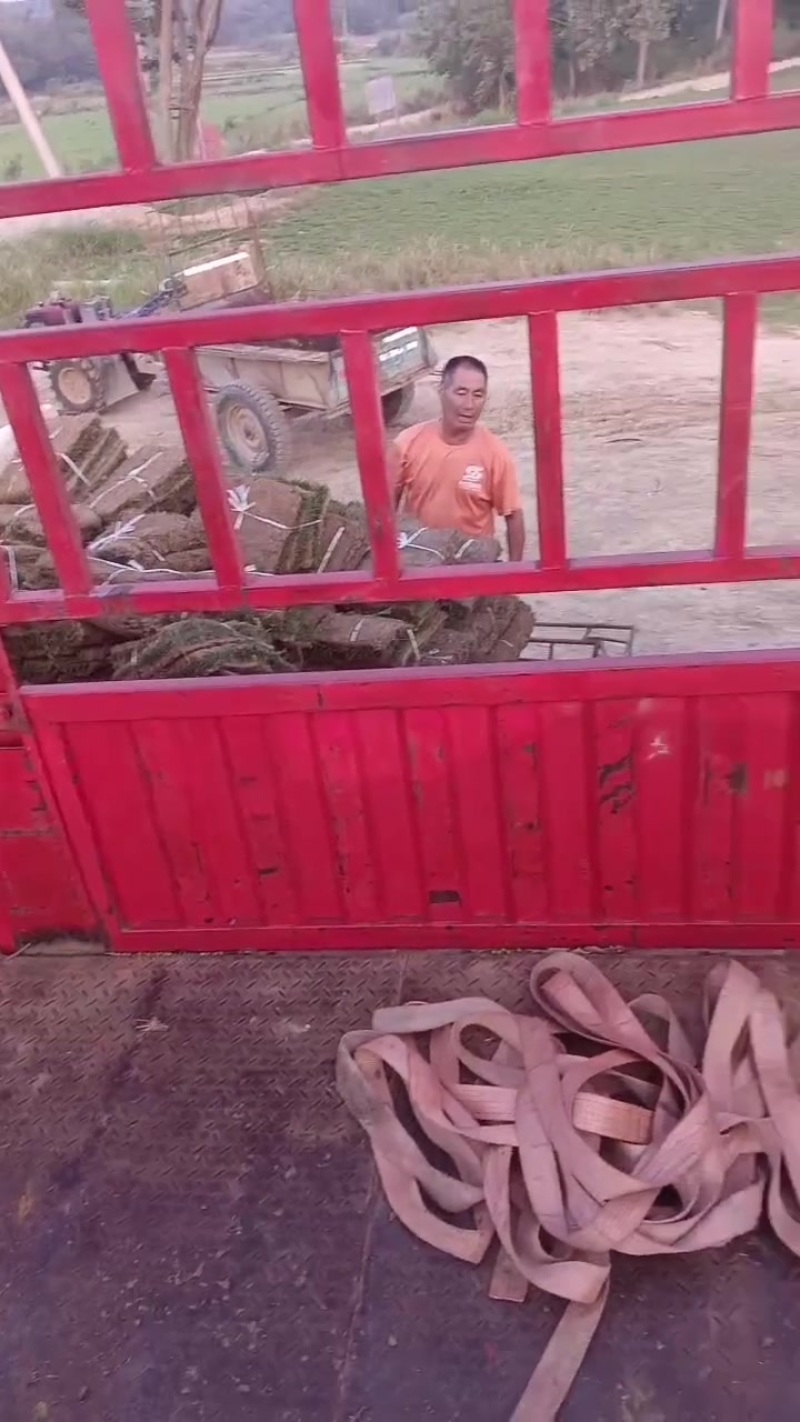 马尼拉草坪，马尼拉草块，基地大量现货供应中，自产自销