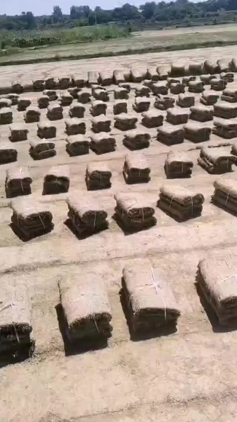 马尼拉草坪，马尼拉草块，基地大量现货供应中，自产自销